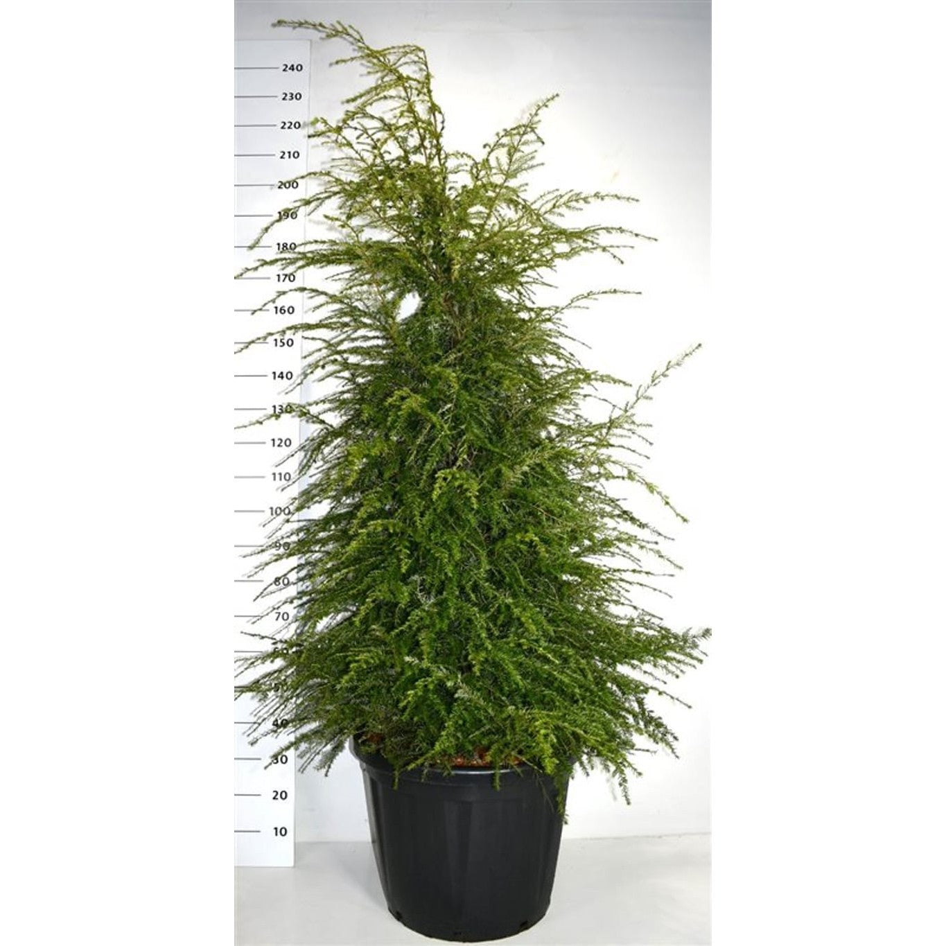 Hemlock – Tsuga canadensis - C80 175-200 CM